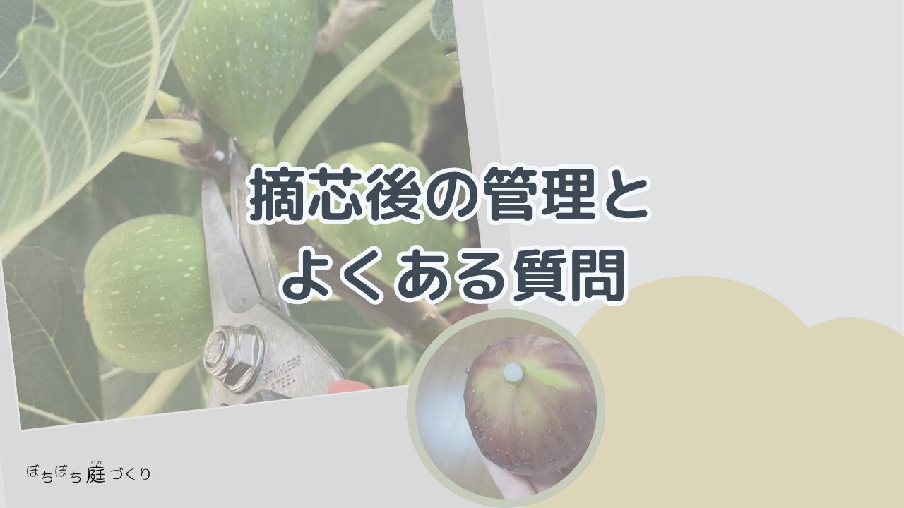 イチジクの摘芯後の管理とよくある質問の見出し画像