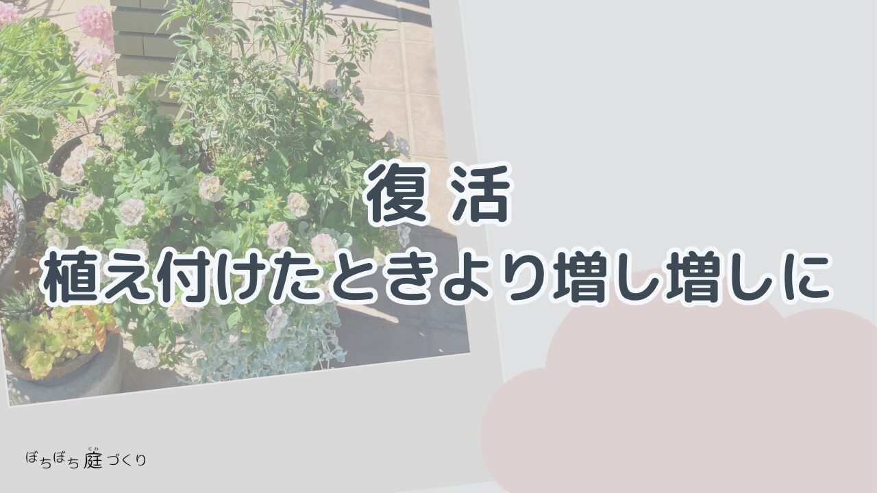 復活・植え付けたときより増し増しにの見出し画像