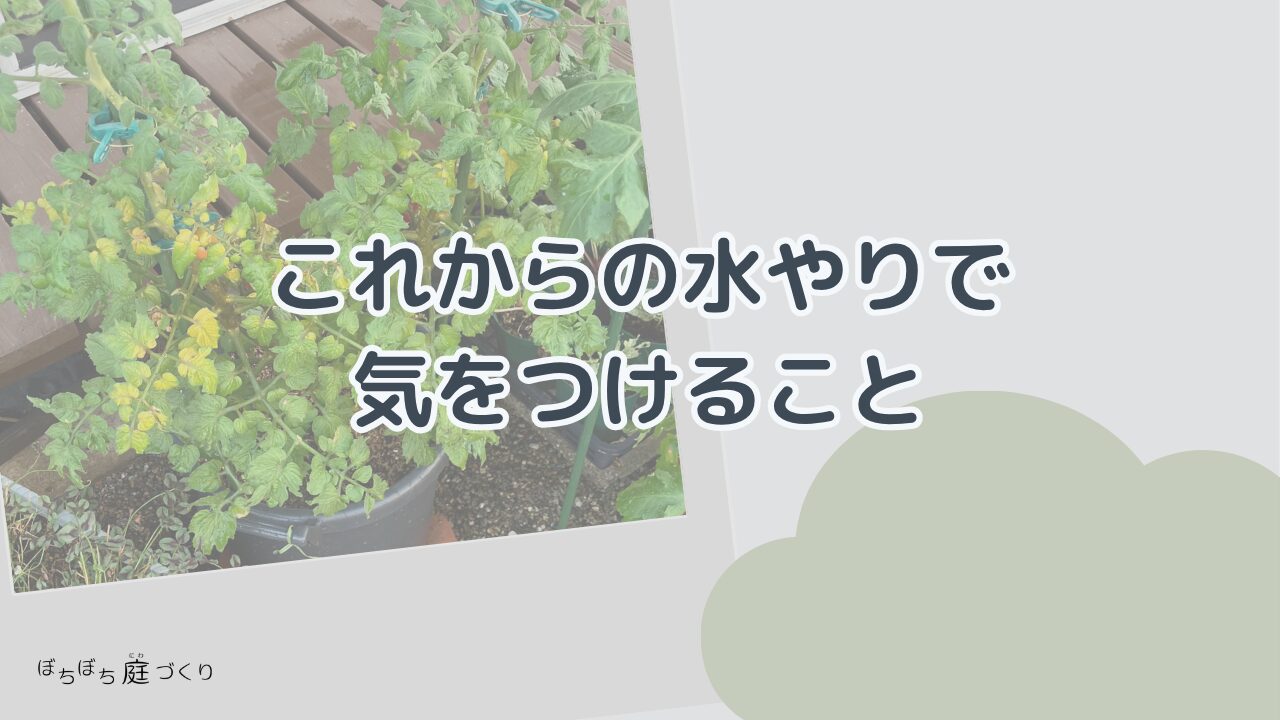 これからの水やりで気をつけることの見出し画像