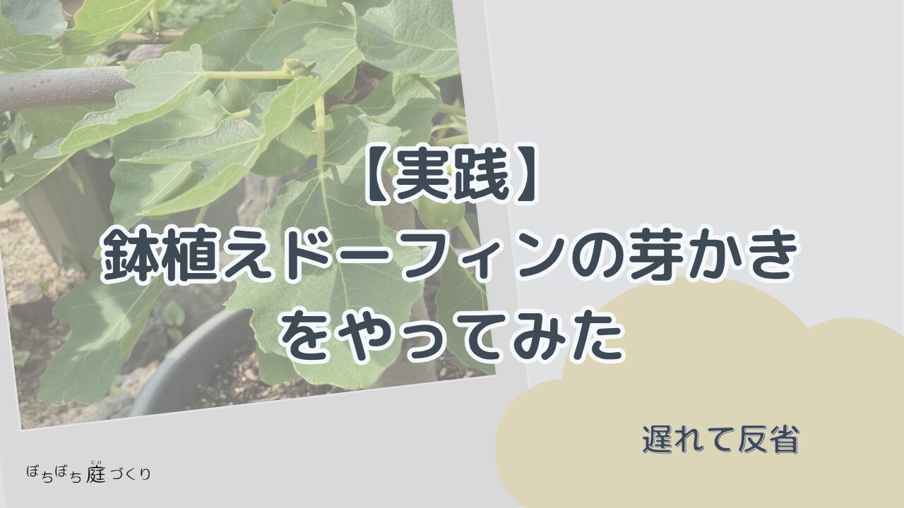 イチジクの芽かき実践（見出し画像）