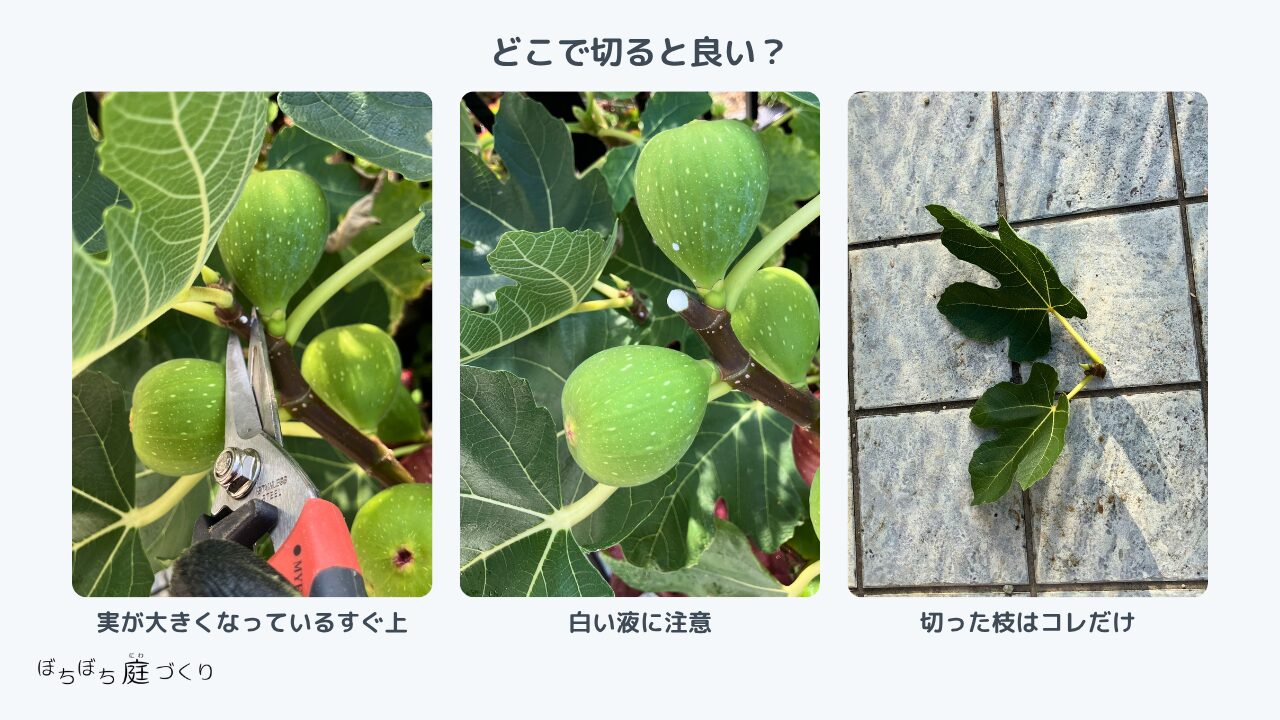 実が大きくなっているすぐ上で枝を切ったところ