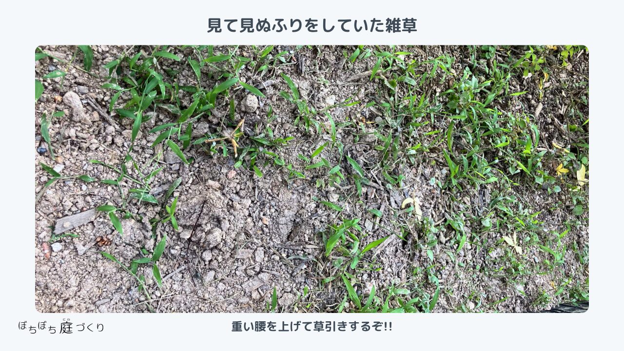 夏の雑草でいっぱいになった庭の地面