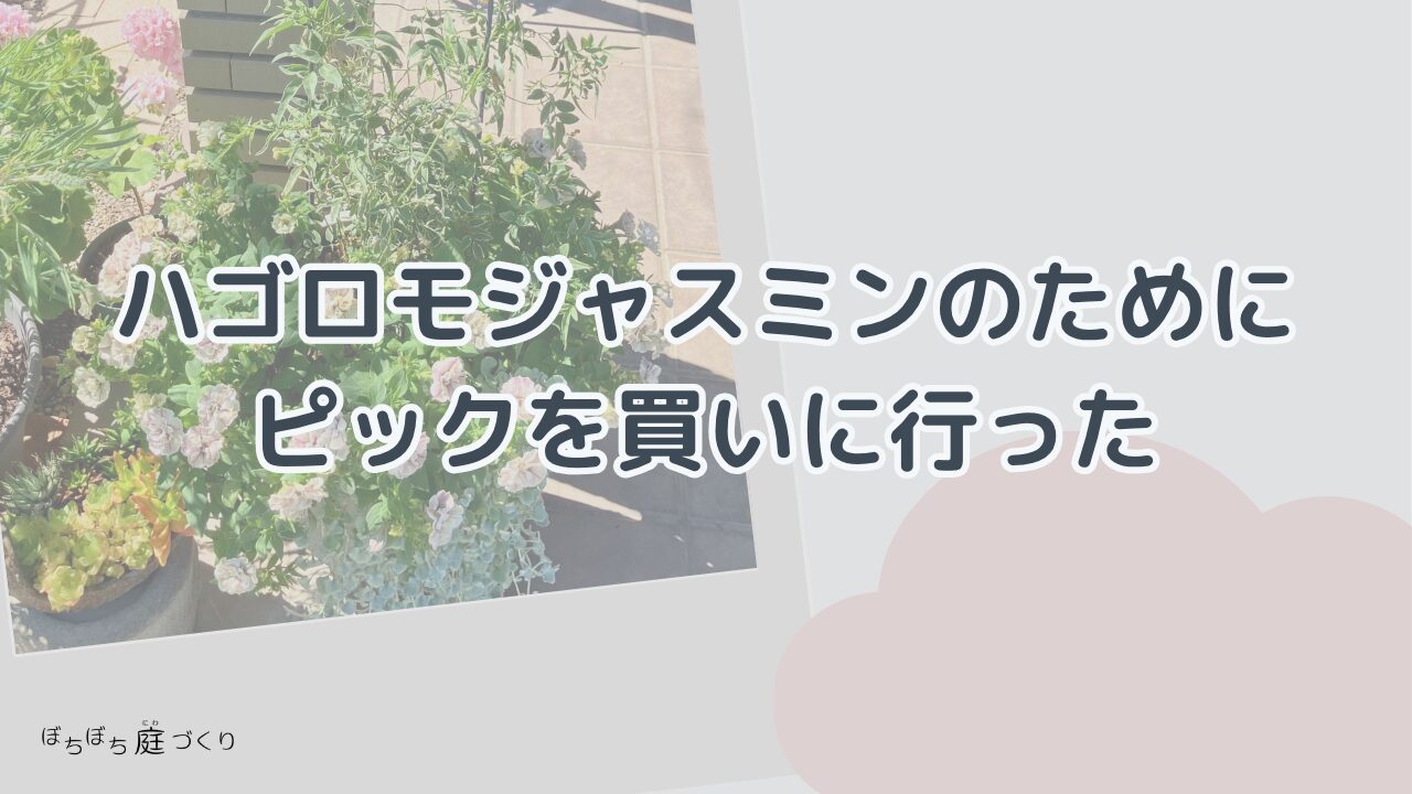 ハゴロモジャスミンのためにピックを買いに行ったの見出し画像