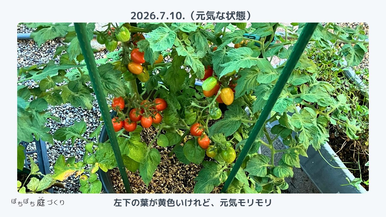 ミニトマトの収穫のころの株