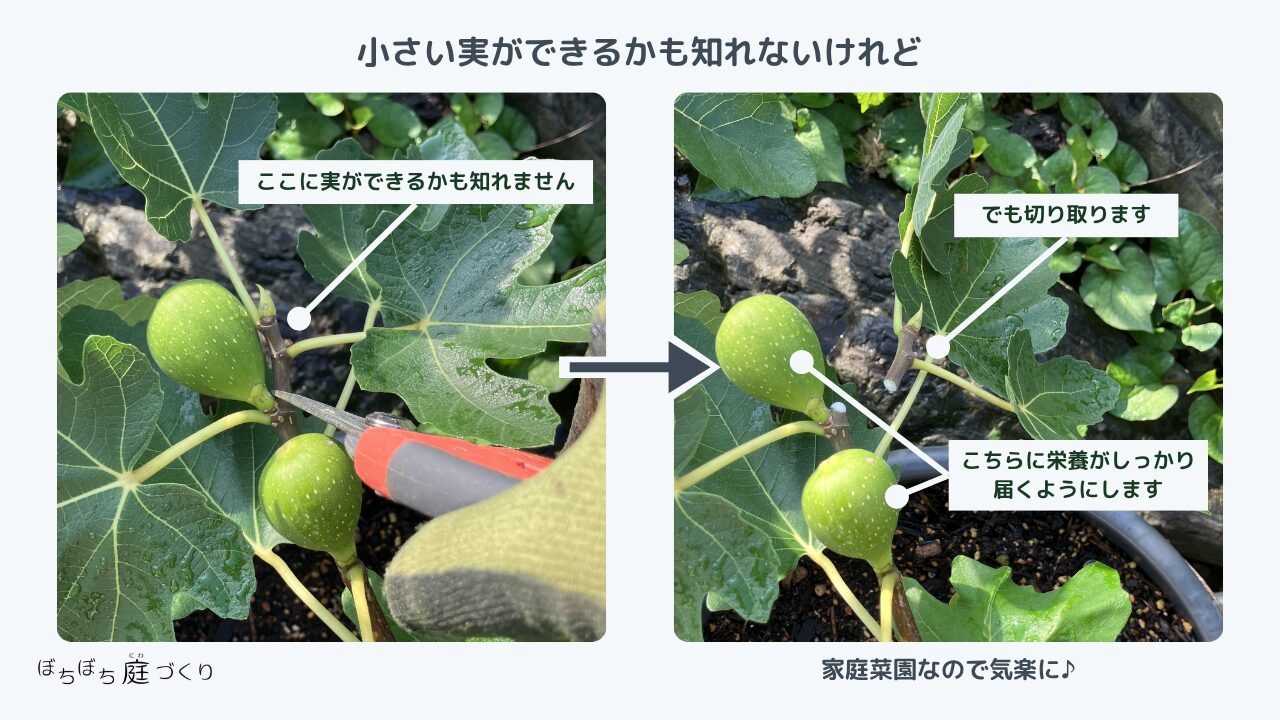 切り取る先にも小さい実ができるかも知れないが、今ある実に栄養を届けるために切り取る