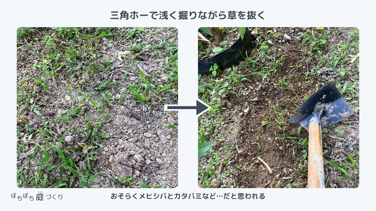 三角ホーで浅く掘りながら雑草を起こす作業