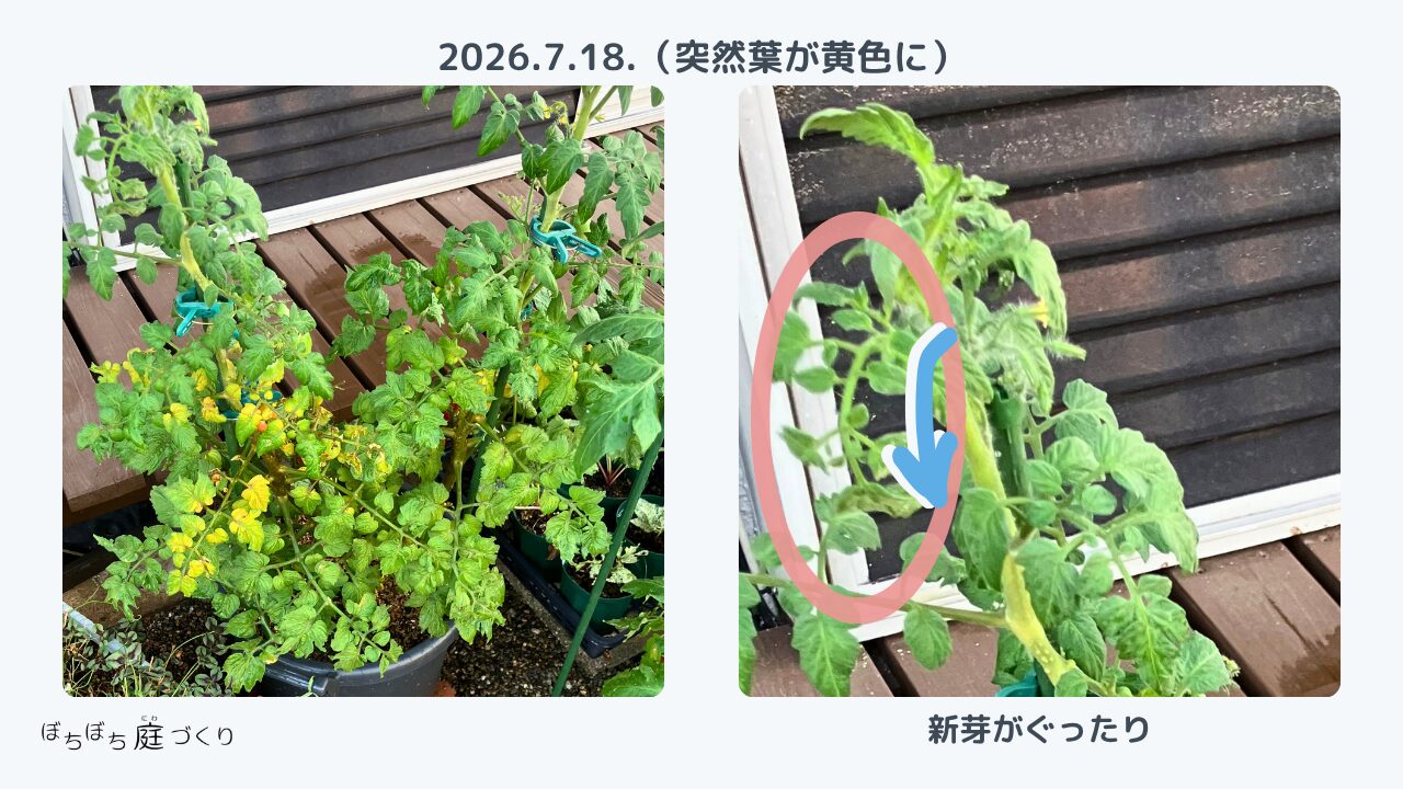中段あたりの葉が黄色く枯れてきたミニトマト