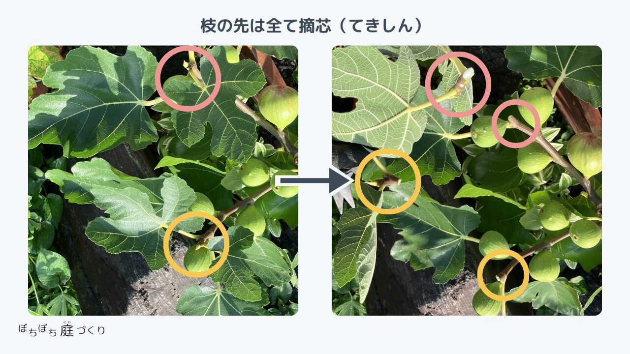 イチジクの枝の先を全て摘芯したところ