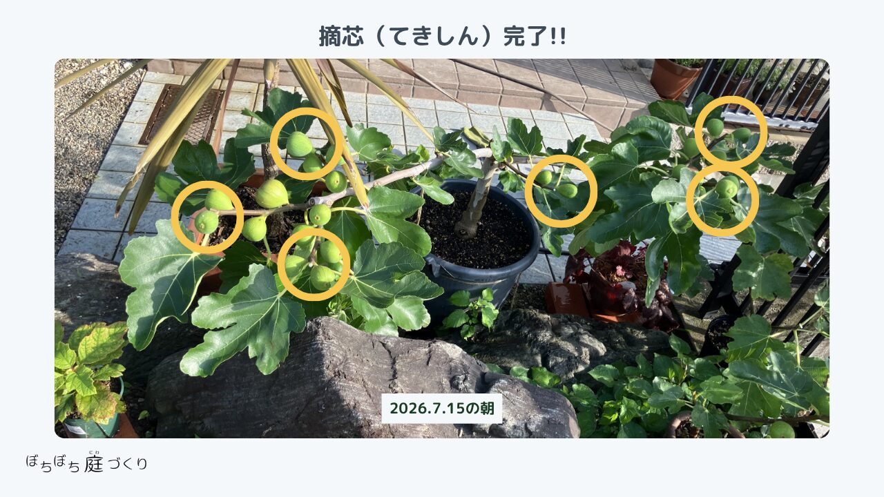 鉢植えイチジクの摘芯が完了した様子