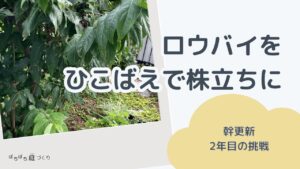 ロウバイをひこばえで株立ちに（幹更新2年目の挑戦）