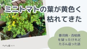 ミニトマトの葉が黄色く枯れてきた（萎凋病・青枯病を疑ったけど、たぶん違った話）