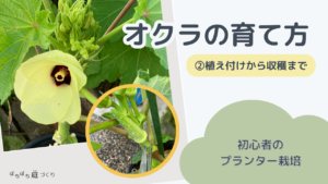 オクラの育て方②｜植え付けから収穫まで（プランター栽培）