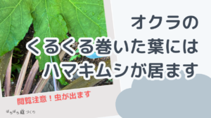 オクラのくるくる巻いた葉には、ハマキムシが居ます