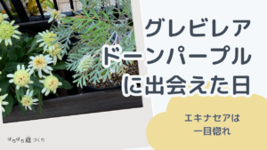 グレビレア「ドーンパープル」に出会えた日(エキナセアは一目惚れ)