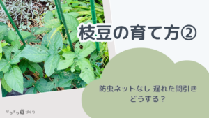 枝豆の育て方②｜防虫ネットなし、遅れた間引き、どうする？