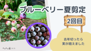 2回目のブルーベリー夏剪定|去年切ったら、実が増えました