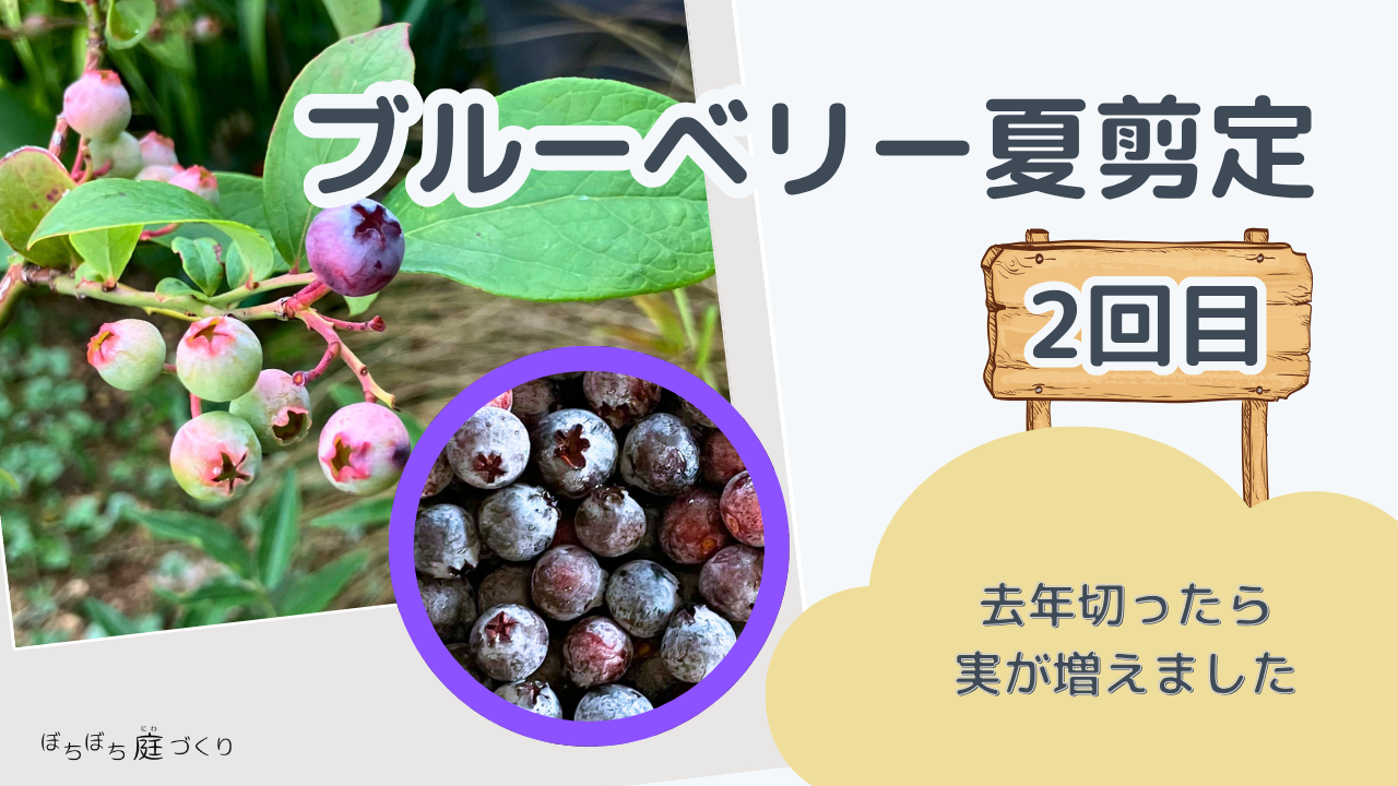 2回目のブルーベリー夏剪定のタイトル画像