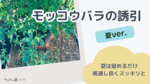 モッコウバラの誘引｜夏は留めるだけ、風通し良くスッキリと