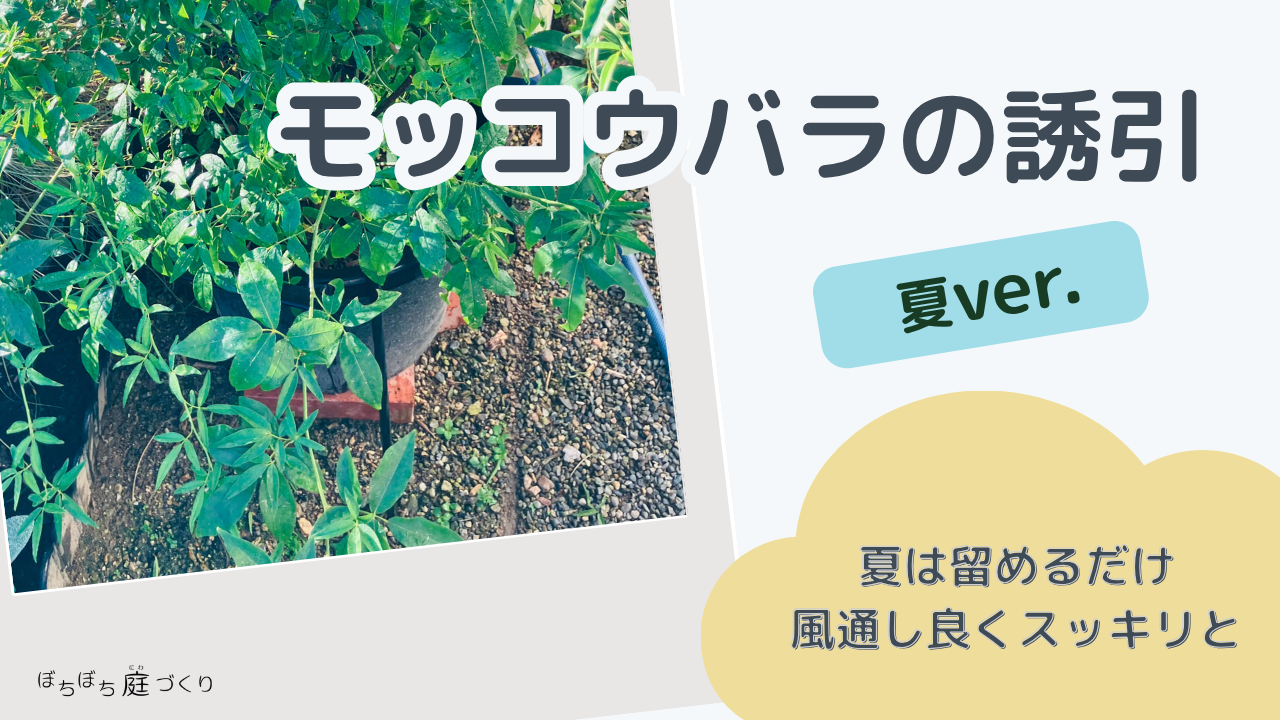 モッコウバラの夏の誘引