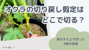 オクラの切り戻し剪定｜7日目・12日目・21日目の回復を3鉢で見くらべ