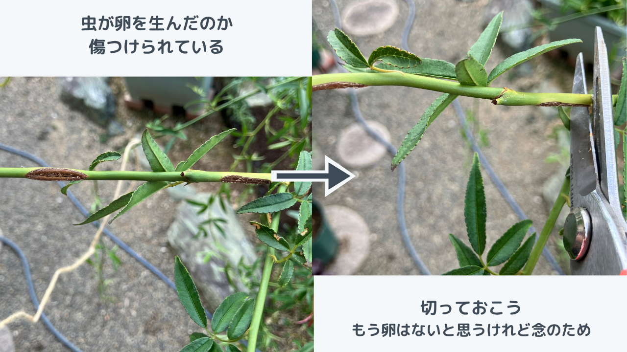 虫に傷つけられたモッコウバラの枝と切り落としたところ