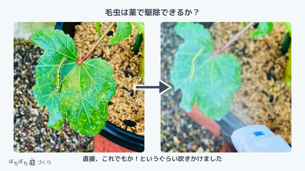 オクラの葉にいる黄色いラインと黒い斑点の毛虫に、薬を直接吹きかける