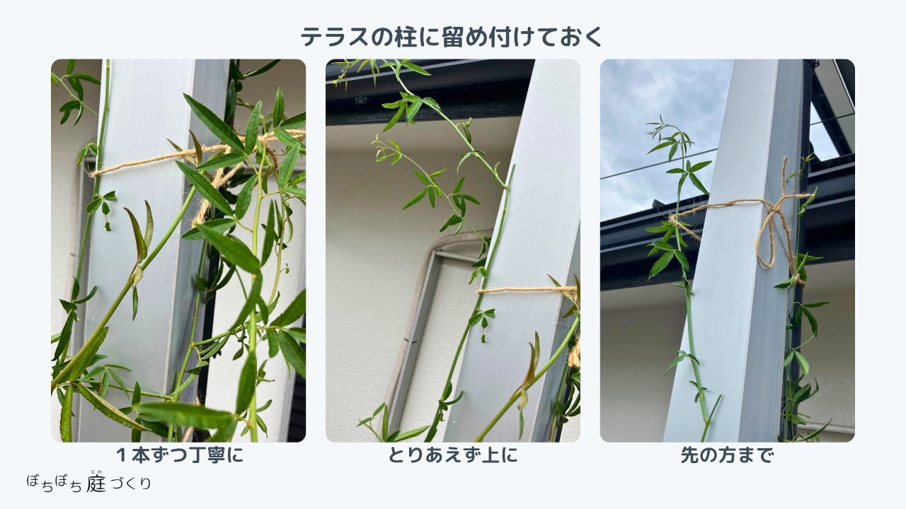 テラスの柱に1本ずつ留め付けたモッコウバラの枝