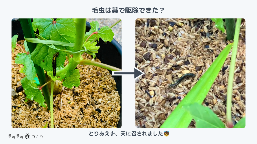 次の日、毛虫は葉から下にビロンと伸び、つつくともみ殻の上に落ちた