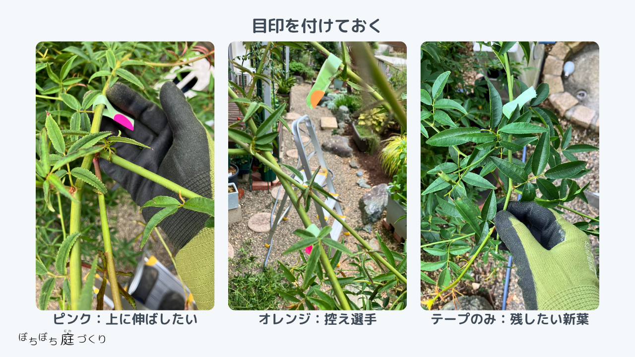 園芸誘引テープと蛍光シールで目印をつけたモッコウバラの枝