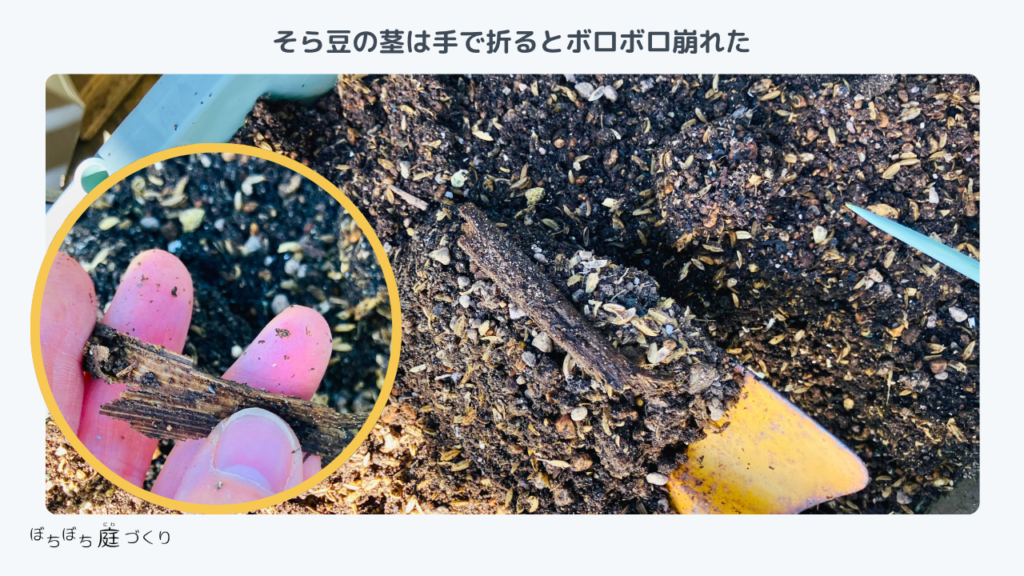 皮だけになったそら豆の茎。手で折るとボロボロ崩れる