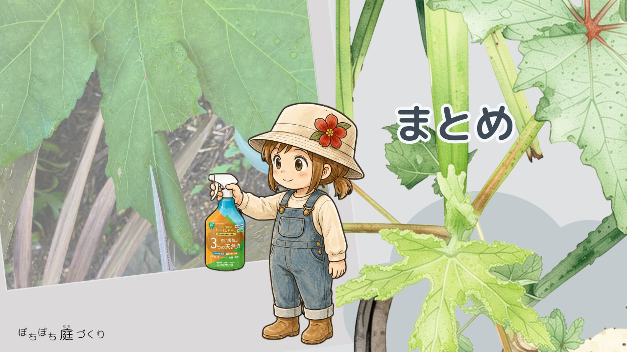 オクラのくるくる巻いた葉にはハマキムシが居ますのまとめ