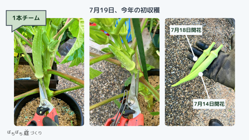 7月19日、今年の初収穫