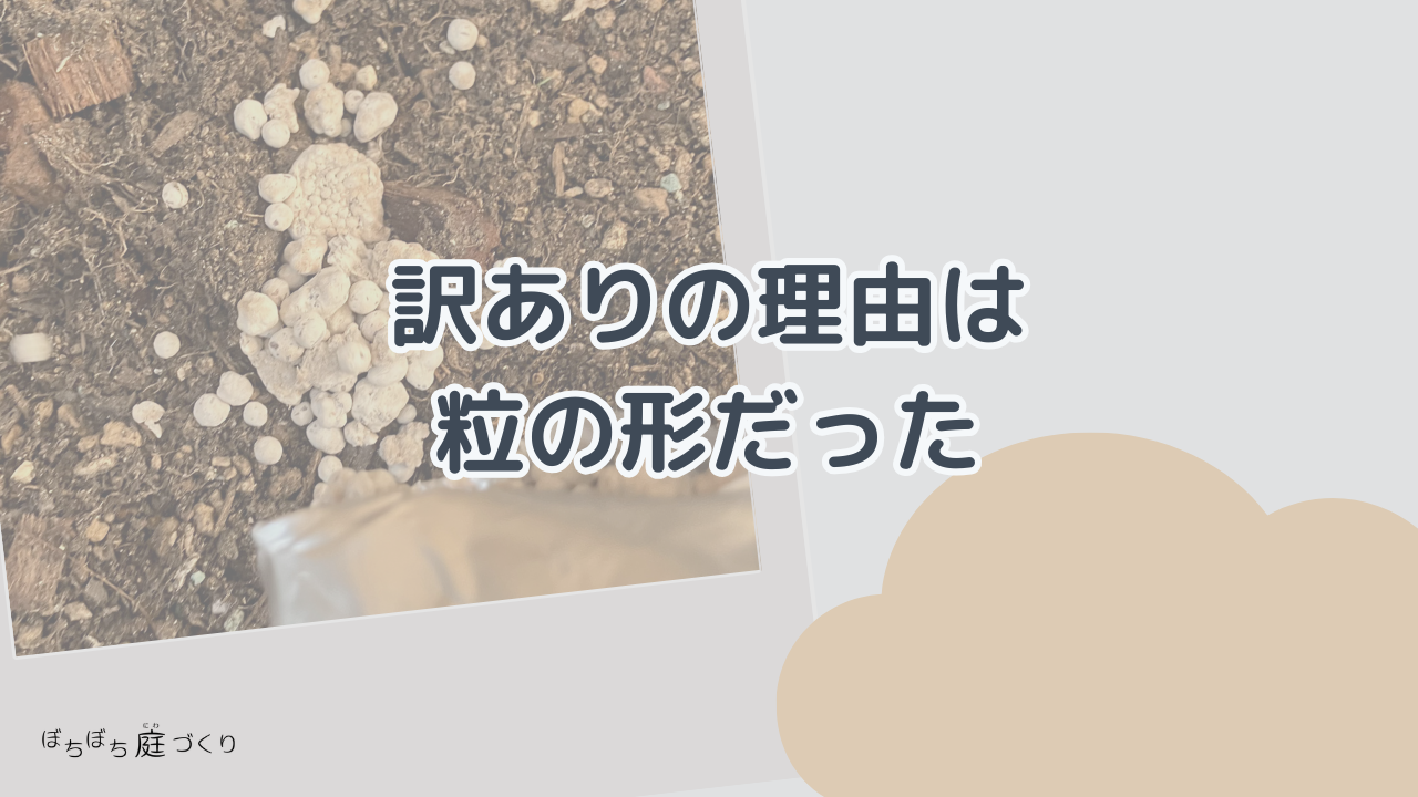 訳ありの理由は粒の形だったの見出し画像