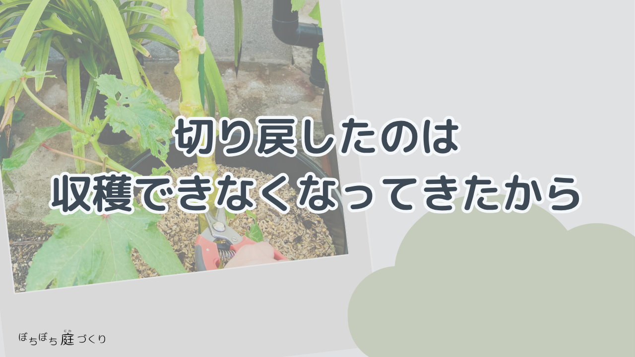 切り戻したのは、収穫できなくなってきたからの見出し画像