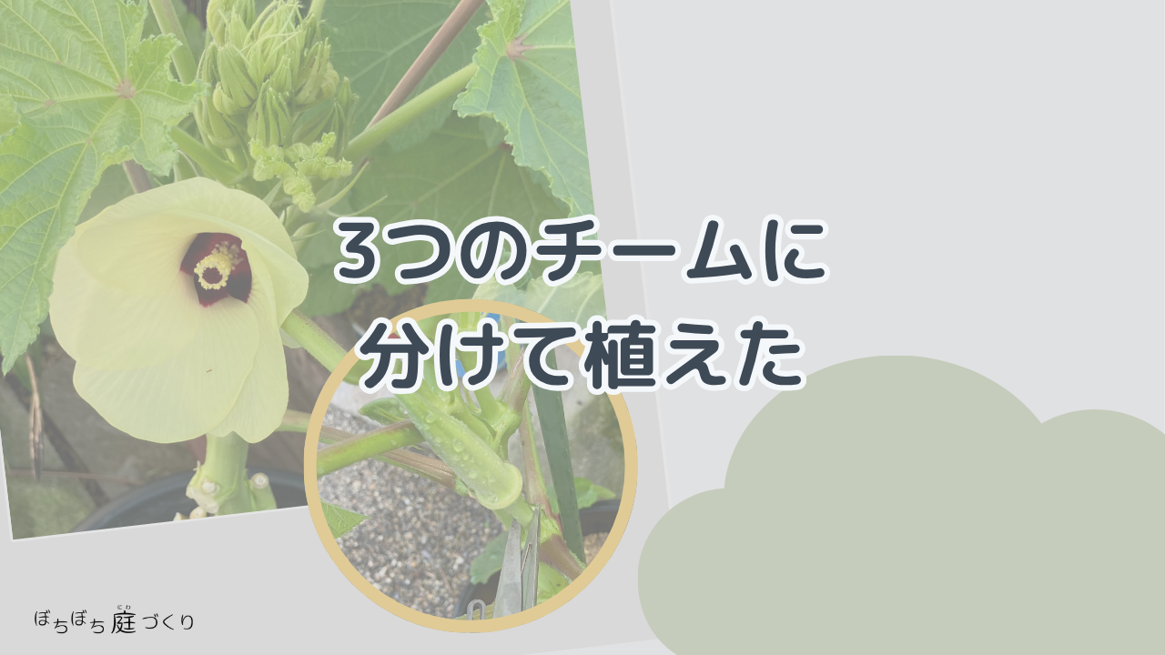3つのチームに分けて植えたの見出し画像