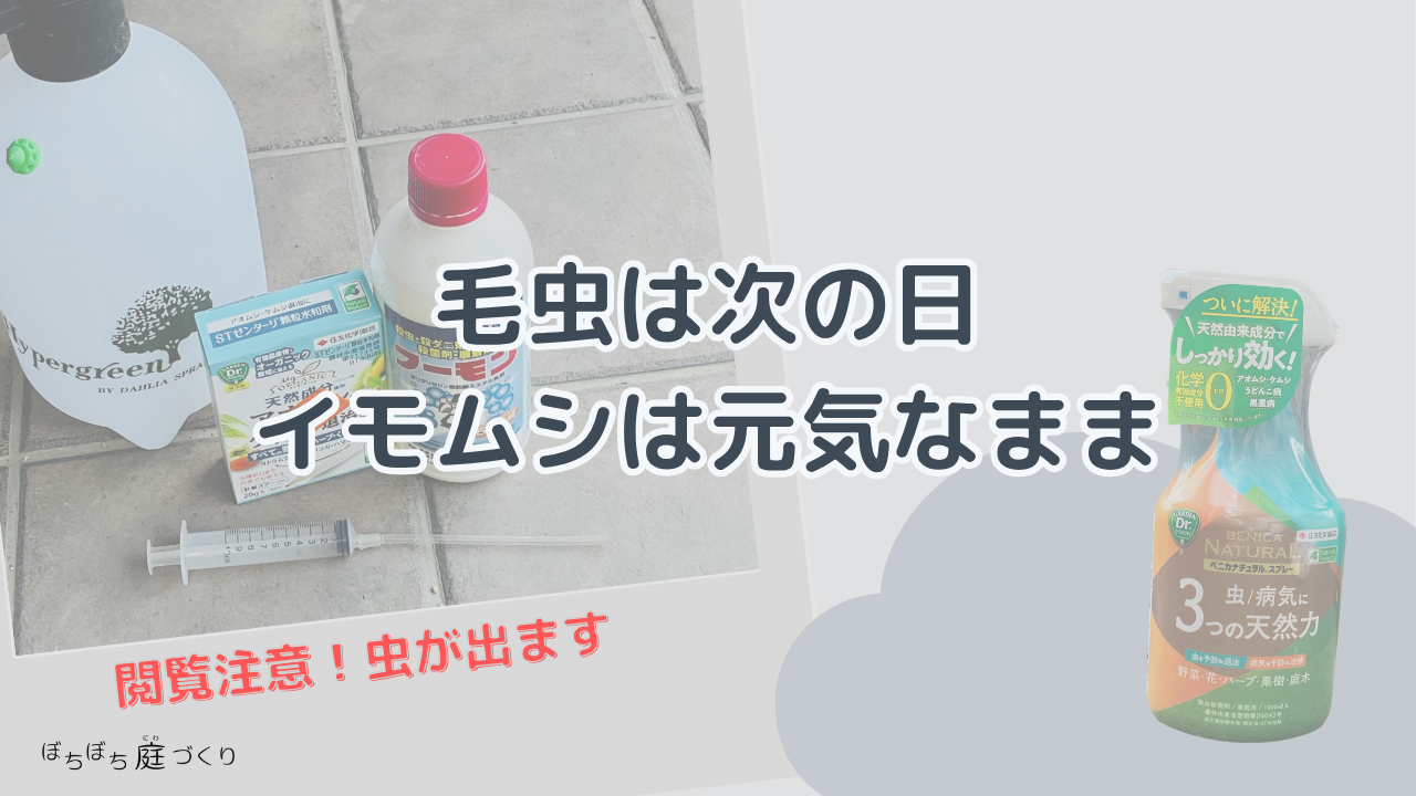 毛虫は次の日、イモムシは元気なままの見出し画像