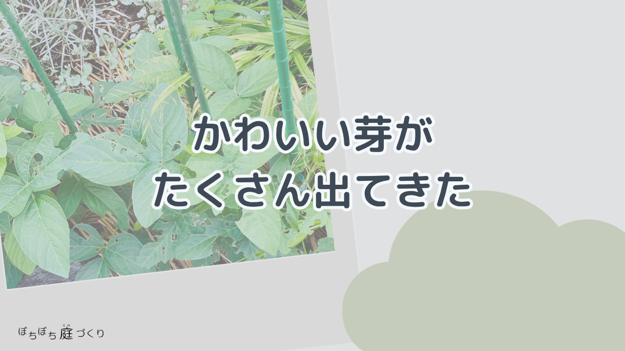 かわいい芽が、たくさん出てきたの見出し画像