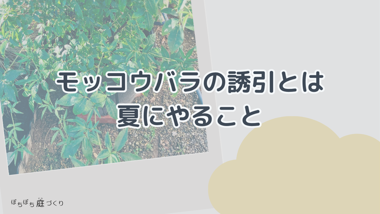モッコウバラの誘引とはの見出し画像