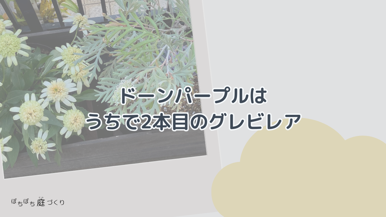 ドーンパープルはうちで2本目のグレビレアの見出し画像