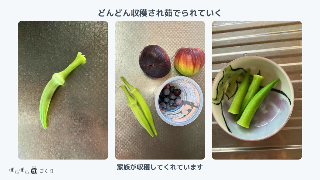 どんどん収穫され茹でられていくオクラ