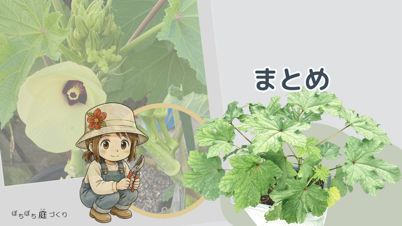 オクラの育て方②植え付けから収穫までのまとめ
