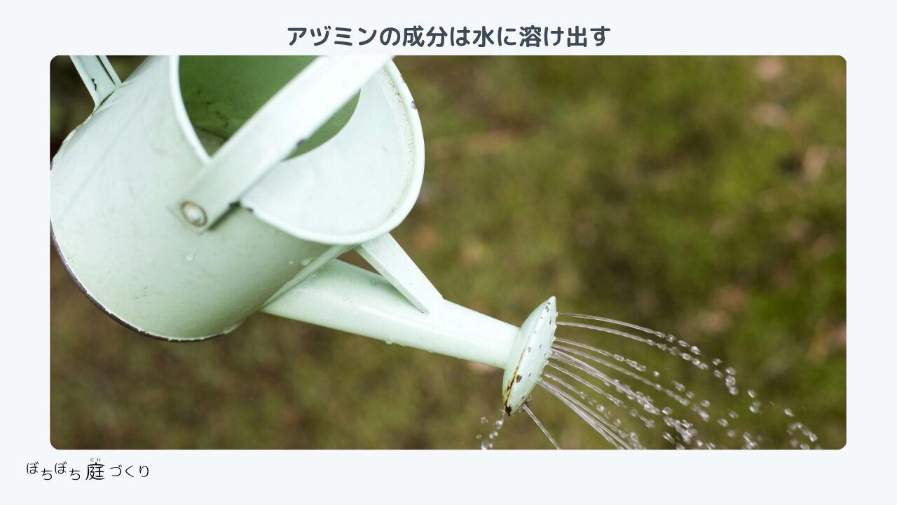 アヅミンの成分は水に溶け出す。じょうろで水をかける