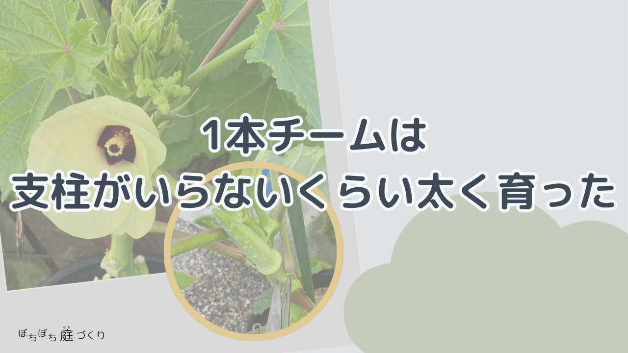 1本チームは支柱がいらないくらい太く育ったの見出し画像