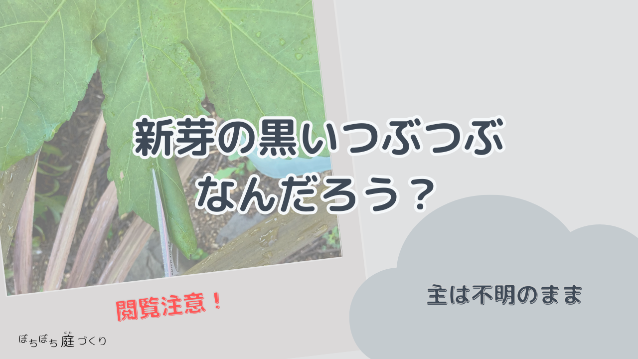 新芽の黒いつぶつぶ なんだろうの見出し画像