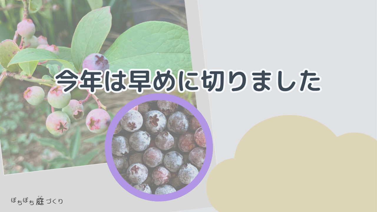今年は早めに切りましたの見出し画像