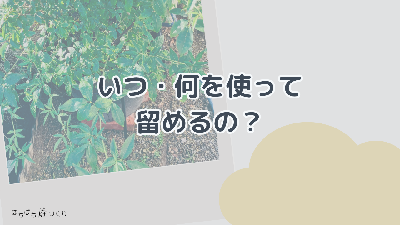 モッコウバラを留める時期と道具の見出し画像