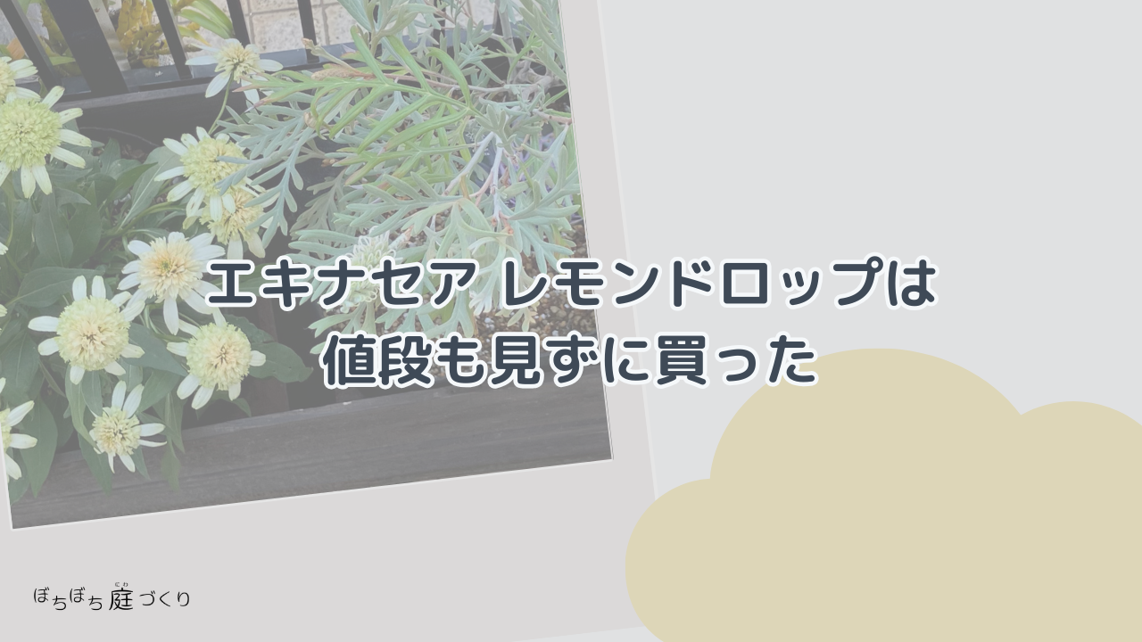 エキナセア レモンドロップは値段も見ずに買ったの見出し画像
