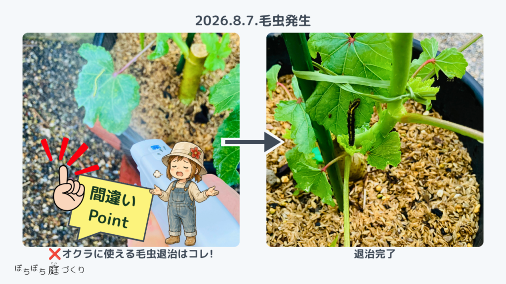 オクラについた毛虫に、ヴァニカナチュラルスプレーを噴霧。翌日毛虫は退治できた。