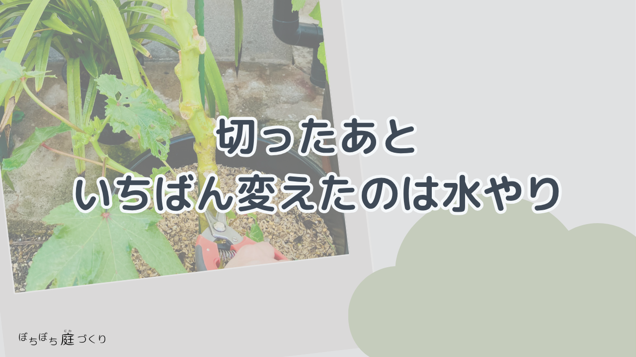 切ったあと、いちばん変えたのは水やりの見出し画像