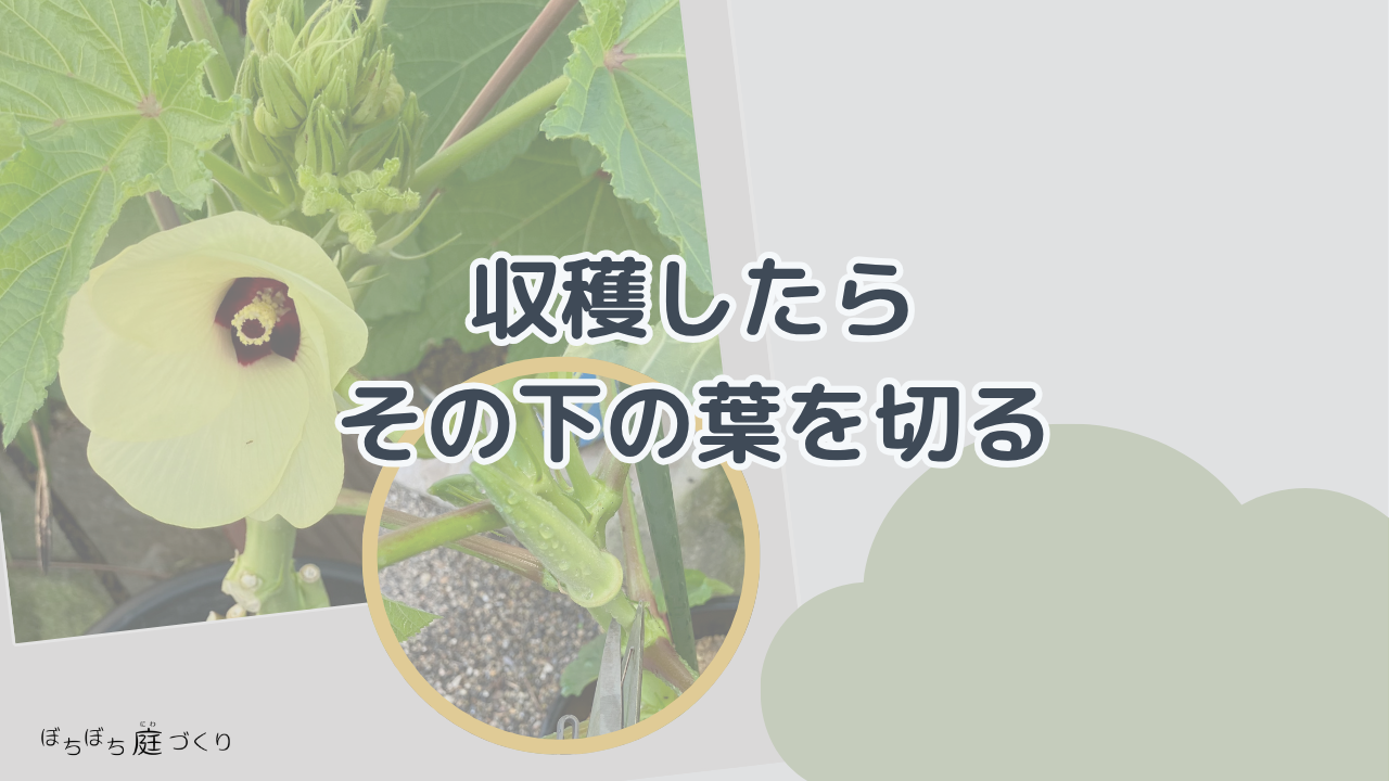 収穫したらその下の葉を切るの見出し画像